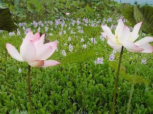 濕地蓮花.JPG
