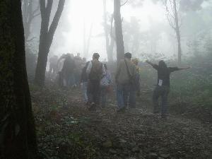 巨木群的天然氛多精
