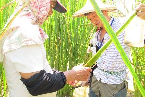 茭白筍生態解說與割筍體驗