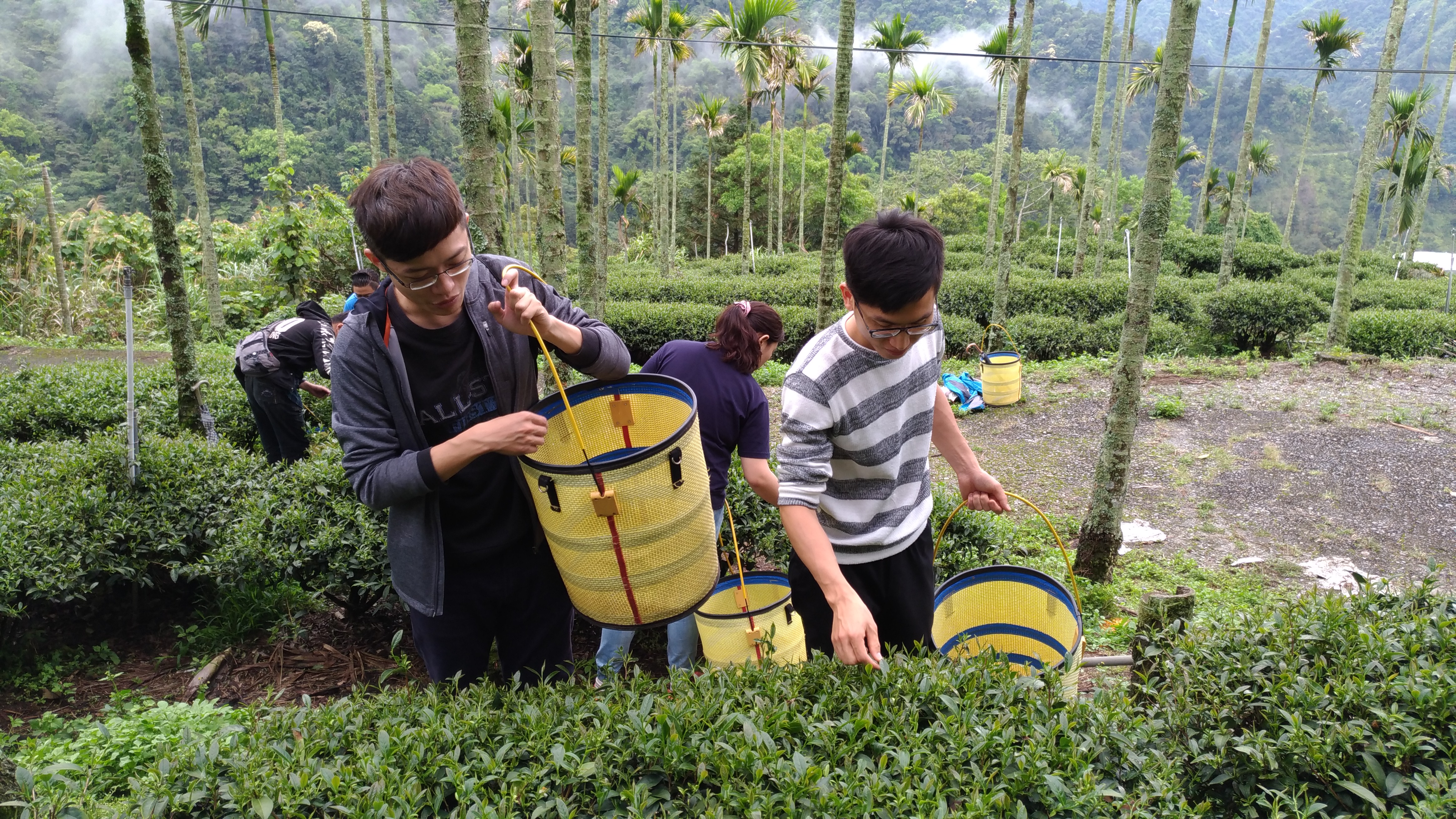 臺中松鶴青年體驗採茶趣_big